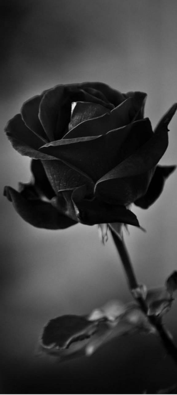 Chat-i̇stanbul-grupee